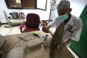 Preparasi Fosil Gajah Purba