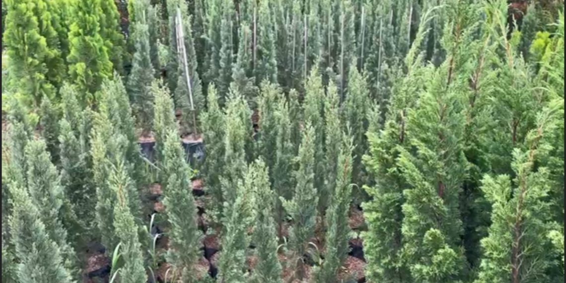 Penjualan Pohon Cemara