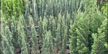 Penjualan Pohon Cemara