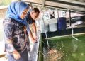 Budidaya Ikan Hias