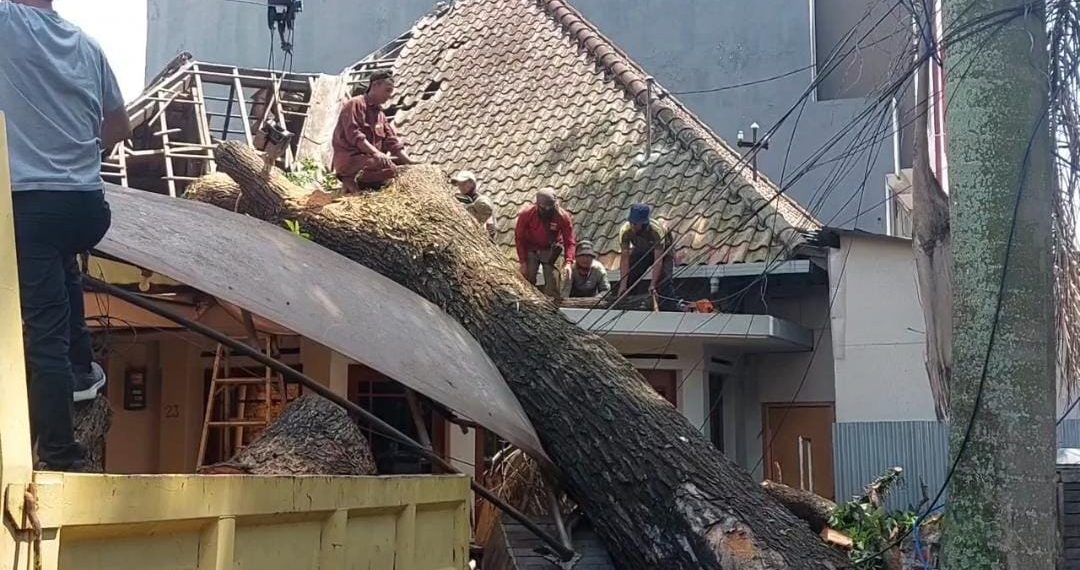 Pohon Tumbang Cihapit