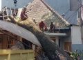 Pohon Tumbang Cihapit