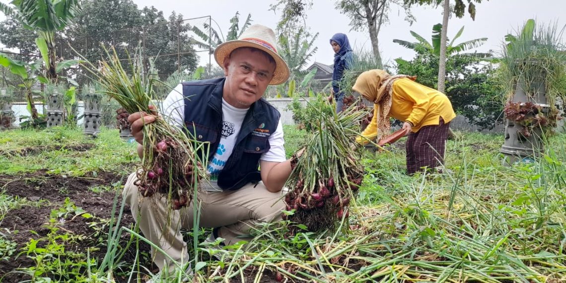 Program Buruan SAE Bandung Ketahanan Pangan sukses raih penghargaan dunia. Ubah pekarangan jadi sumber pangan mandiri di tengah keterbatasan lahan kota. (Ave/pasjabar)
