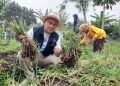 Program Buruan SAE Bandung Ketahanan Pangan sukses raih penghargaan dunia. Ubah pekarangan jadi sumber pangan mandiri di tengah keterbatasan lahan kota. (Ave/pasjabar)