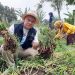 Program Buruan SAE Bandung Ketahanan Pangan sukses raih penghargaan dunia. Ubah pekarangan jadi sumber pangan mandiri di tengah keterbatasan lahan kota. (Ave/pasjabar)
