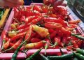 harga sembako