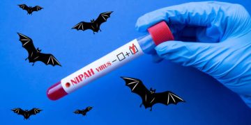 penularan virus nipah