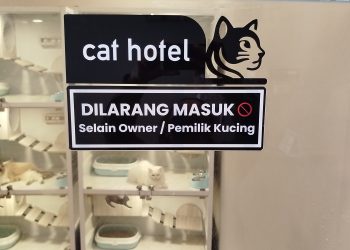 hotel kucing