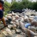 Kasus pembuangan limbah batu bara (FABA) secara ilegal kembali terjadi di Cikalongwetan, Bandung Barat. Sekitar 16 ton limbah mencemari jalan dan perkebunan warga. (Uby/pasjabar)