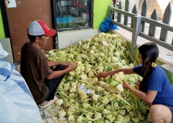 ketupat caringin