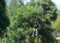 Flying Fox Dago