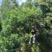 Flying Fox Dago