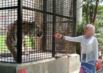 memberi makan harimau