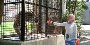 memberi makan harimau