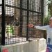 memberi makan harimau