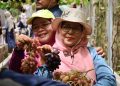 Panen Kedua Anggur Wakaf Salman, Hasilnya Mengalir untuk Kesejahteraan Guru PAUD
