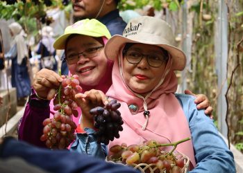 Panen Kedua Anggur Wakaf Salman, Hasilnya Mengalir untuk Kesejahteraan Guru PAUD