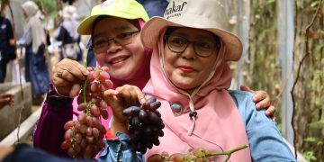 Panen Kedua Anggur Wakaf Salman, Hasilnya Mengalir untuk Kesejahteraan Guru PAUD