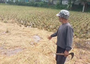 petani bandung barat