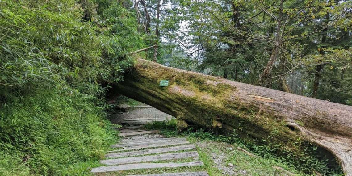Angin Kencang Picu Pohon Tumbang, DPKP Bandung Tingkatkan Pengawasan