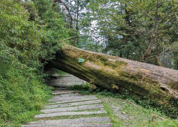 Angin Kencang Picu Pohon Tumbang, DPKP Bandung Tingkatkan Pengawasan