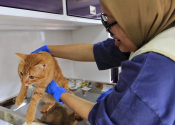 vaksin rabies