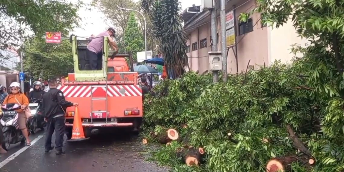 Sebuah pohon Kiara Payung tumbang di Jalan Encep Kartawiria, Cimahi, menimpa gerobak pedagang dan melukai 11 orang, termasuk siswa sekolah dasar. (Uby/pasjabar)