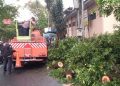 Sebuah pohon Kiara Payung tumbang di Jalan Encep Kartawiria, Cimahi, menimpa gerobak pedagang dan melukai 11 orang, termasuk siswa sekolah dasar. (Uby/pasjabar)