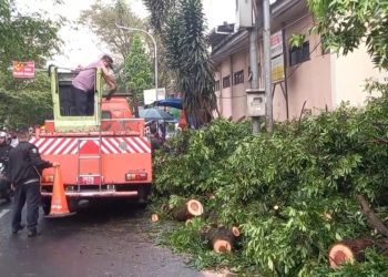 Sebuah pohon Kiara Payung tumbang di Jalan Encep Kartawiria, Cimahi, menimpa gerobak pedagang dan melukai 11 orang, termasuk siswa sekolah dasar. (Uby/pasjabar)