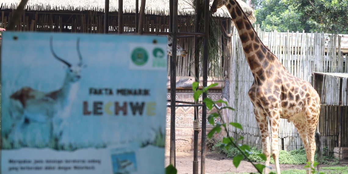 Pemkot Bandung mempertimbangkan perpanjangan waktu seleksi pengelola Kebun Binatang Bandung karena minimnya peminat akibat persyaratan ketat. (Eci/pasjabar)