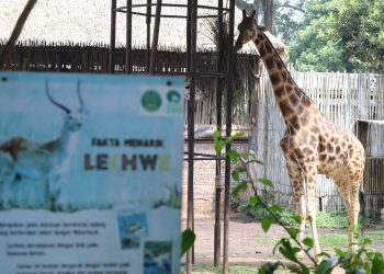 Pemkot Bandung mempertimbangkan perpanjangan waktu seleksi pengelola Kebun Binatang Bandung karena minimnya peminat akibat persyaratan ketat. (Eci/pasjabar)